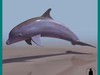 BOTTLENOSE DOLPHIN 3D Model