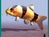 CLOWN FISH (BOTIA MACRACANTHUS)