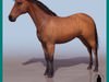 GENERIC HORSE 3D Model