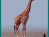 MASAI GIRAFFE 3D Model