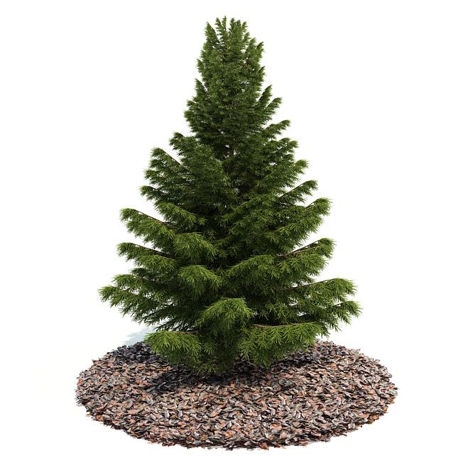 small pine tree 3d model cgtrader com small pine tree 3d model cgtrader com