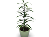 Dracena (Dracaena variegata) 3D Model