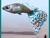 GUPPY (LEBISTES) FISH