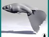 GUPPY (LEBISTES) FISH 3D Model .max