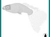 GUPPY (LEBISTES) FISH 3D Model .max
