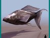 SAILFIN MOLLY (POECILIA LATIPINNA) FISH