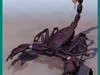 SCORPION (ARACHNID SCORPIONIDA) 3D Model