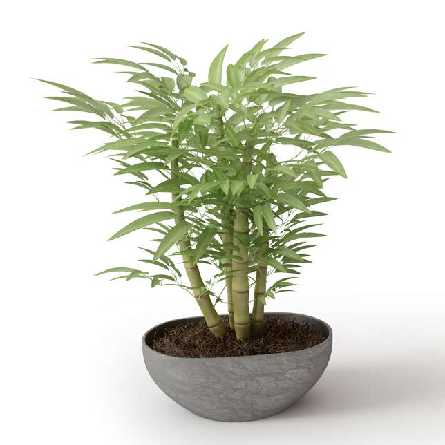 Tiny Potted Plants | small potted bamboo plant 3d model cgtrader com Tiny Potted Plants | small potted bamboo plant 3d model cgtrader com