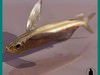 PAREXOCOETUS FLYING FISH