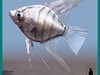 PTEROPHYLLUM SCALARE FISH