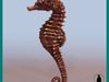SEAHORSE