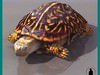 TURTLE (TERRAPENE ORNATA)