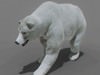 Animated Polar Bear 3D Model .max .obj .3ds .fbx .lwo .lw .lws .c4d