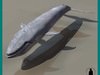 BLUE WHALE 3D Model