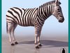 CHAPMAN'S ZEBRA 3D Model