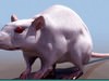 LABORATORY RAT
