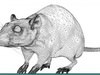 LABORATORY RAT 3D Model .max