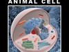 Animal Cell 3D Model