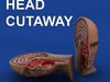 Head Cutaway Anatomy 3D Model
