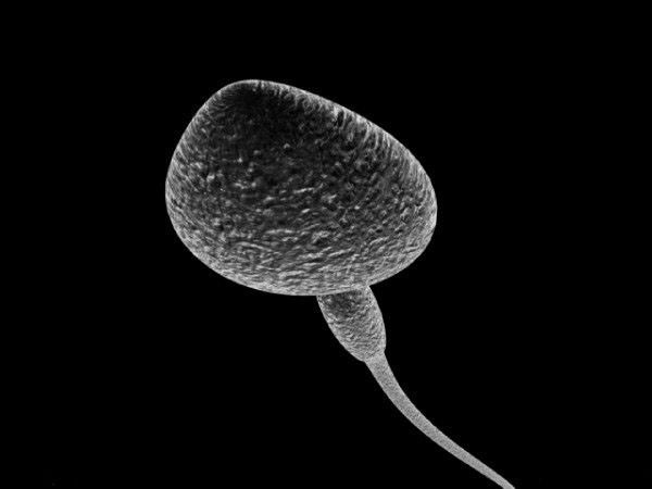 Sperm 3D Model Sperm 3D Model .max