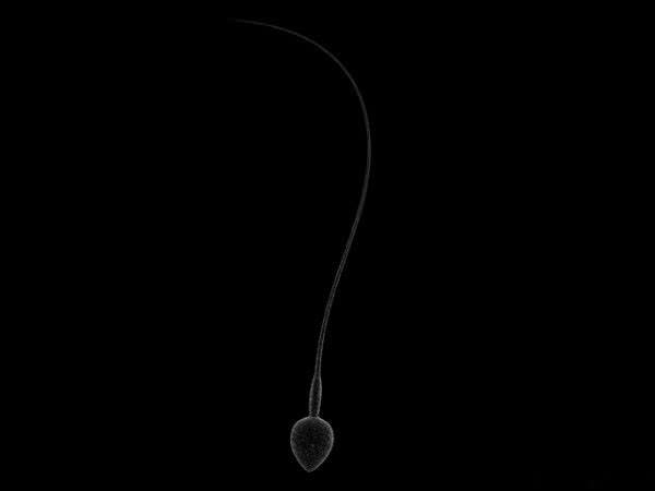 Sperm 3D Model Sperm 3D Model .max