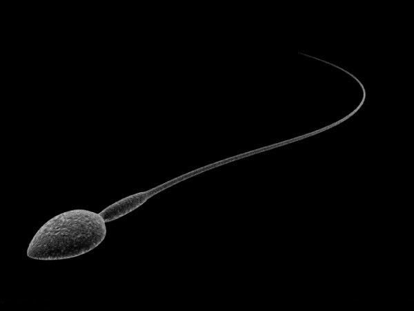 Sperm 3D Model Sperm 3D Model .max