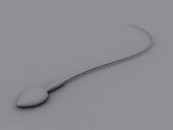 Sperm 3D Model Sperm 3D Model .max