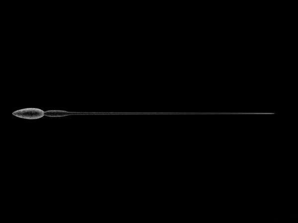 Sperm 3D Model Sperm 3D Model .max