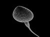 Sperm 3D Model .max