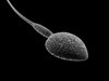 Sperm 3D Model .max