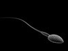 Sperm 3D Model .max