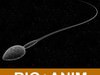 Sperm 3D Model