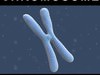 Chromosome 3D Model