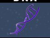 DNA 3D Model