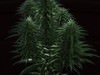 Cannabis plant 3D Model