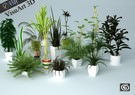 plants collection