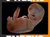 Human Embryo 9 Weeks 3D Model