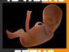 Human Fetus 12 Weeks 3D Model
