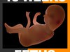 Human Fetus 18 Weeks 3D Model