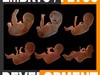 Human Fetus and Embryo Development 3D Model