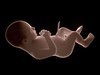 Human Fetus 41 Weeks 3D Model .max .obj .3ds .fbx .lwo .lw .lws .c4d