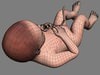 Human Fetus 41 Weeks 3D Model .max .obj .3ds .fbx .lwo .lw .lws .c4d