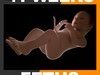 Human Fetus 41 Weeks 3D Model .max .obj .3ds .fbx .lwo .lw .lws .c4d