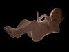 Human Fetus 41 Weeks 3D Model .max .obj .3ds .fbx .lwo .lw .lws .c4d