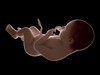 Human Fetus 41 Weeks 3D Model .max .obj .3ds .fbx .lwo .lw .lws .c4d
