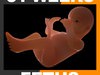 Human Fetus 31 Weeks 3D Model