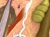 Skin 3D Model .max .obj .fbx