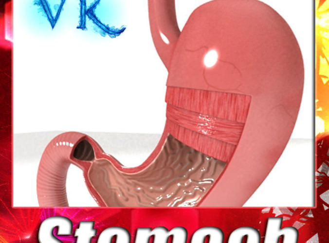 Realistic Stomach with Cutaway 3D Model .max .obj .3ds .fbx