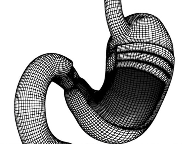 Realistic Stomach with Cutaway 3D Model .max .obj .3ds .fbx