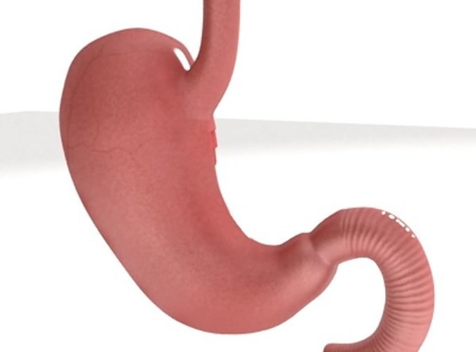 Realistic Stomach with Cutaway 3D Model .max .obj .3ds .fbx
